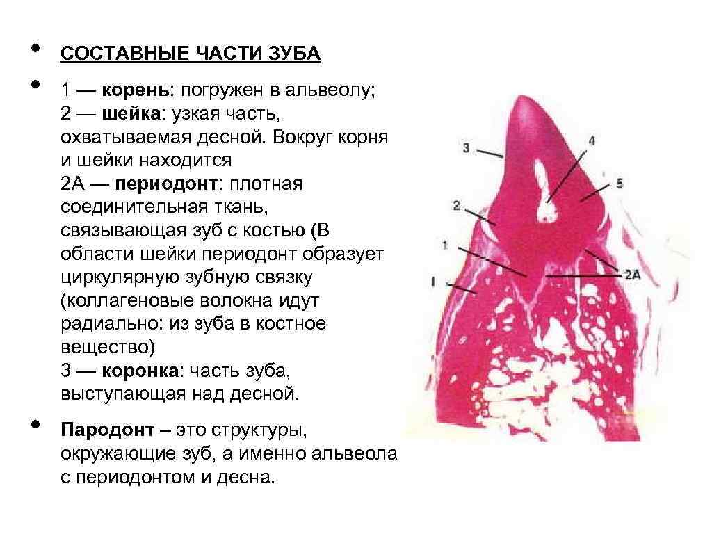 Строение зуба фото с описанием