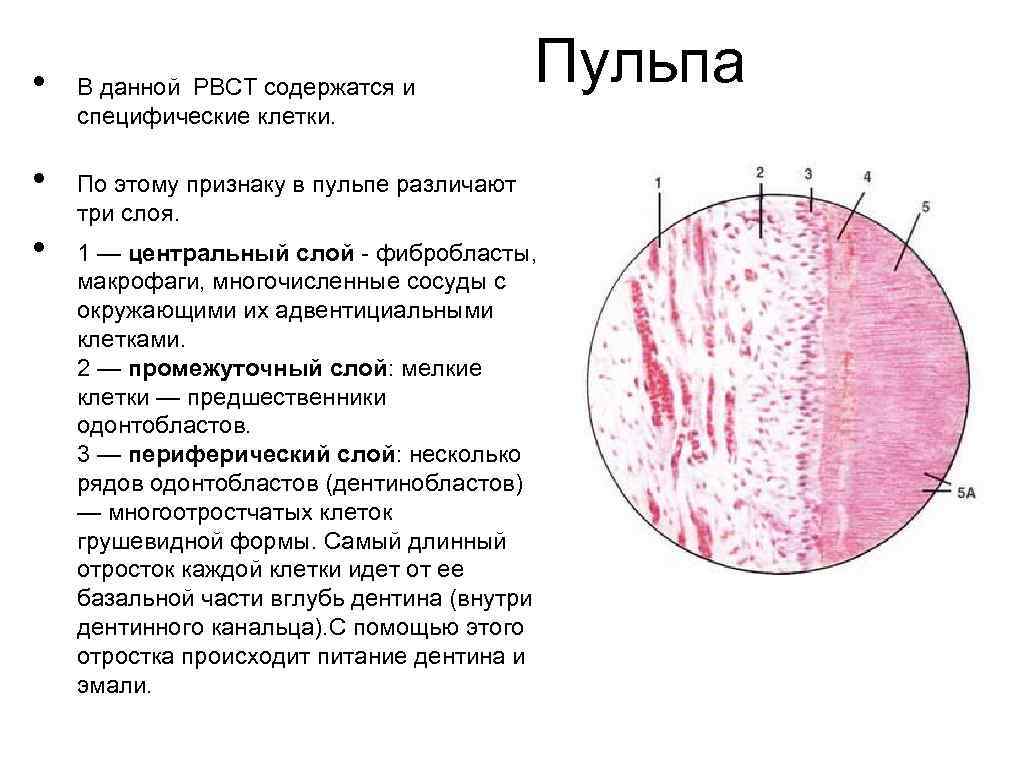 Гистологическое строение тканей зуба. Гистологическое строение пульпы. Строение пульпы зуба гистология. Структурно функциональная характеристика пульпы зуба. Строение пульпы гистология.