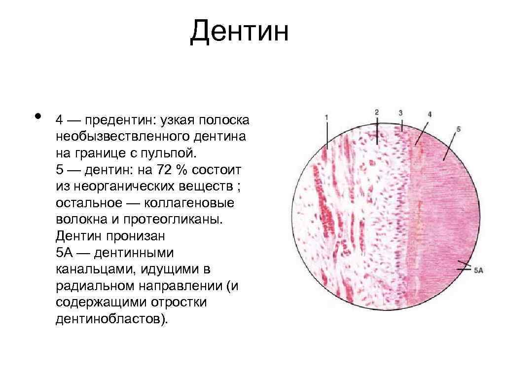 Дентин • 4 — предентин: узкая полоска необызвествленного дентина на границе с пульпой. 5