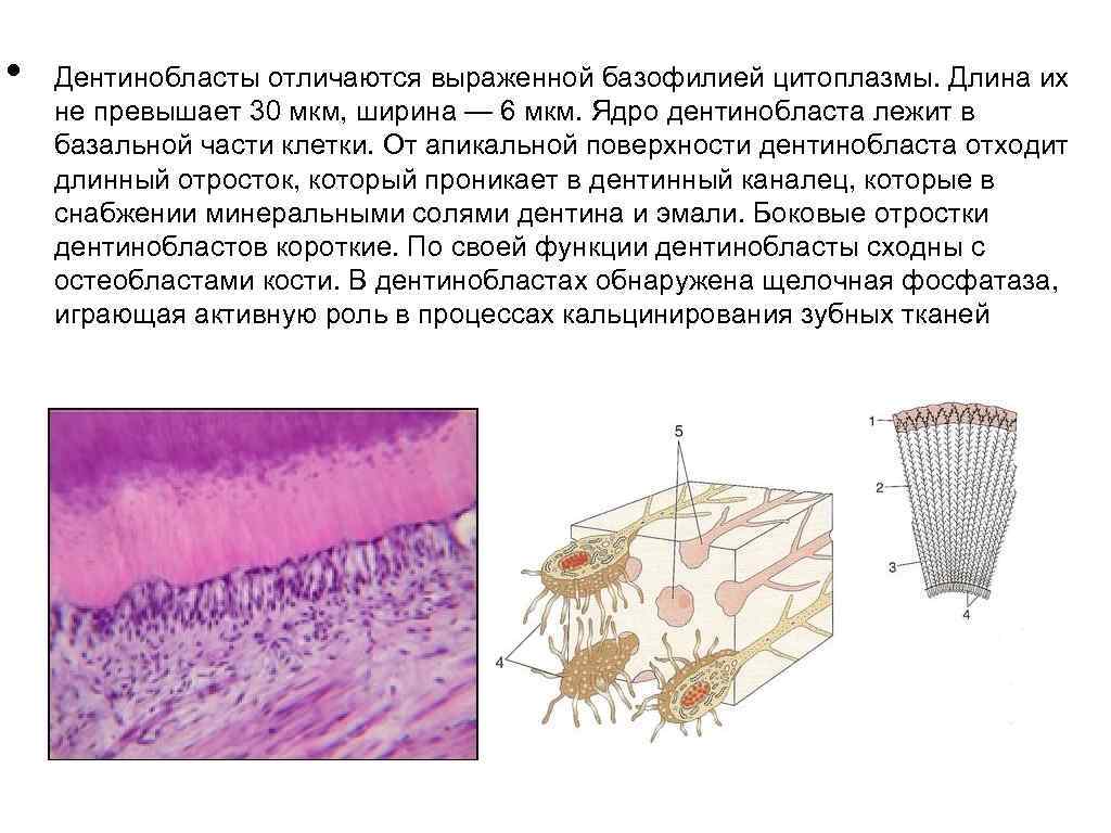  • Дентинобласты отличаются выраженной базофилией цитоплазмы. Длина их не превышает 30 мкм, ширина