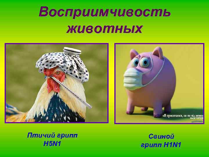 Грипп н5. Птичий грипп свиной грипп. Птичий и свиной грипп прикол. Разновидности гриппа свининой птичий. Сравнение птичьего и свиного гриппа.