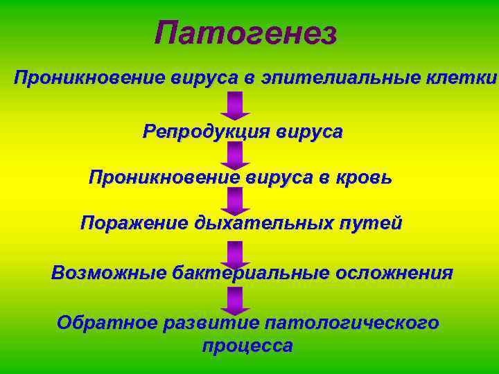 Патогенез Проникновение вируса в эпителиальные клетки Репродукция вируса Проникновение вируса в кровь Поражение дыхательных