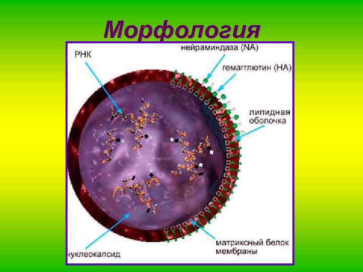 Морфология 