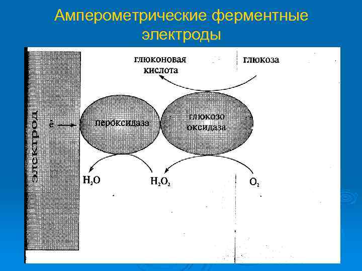 Амперометрические ферментные электроды 