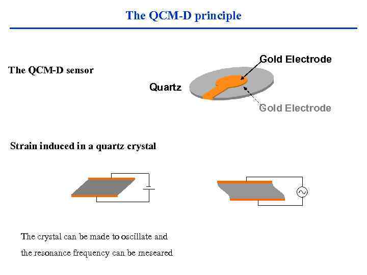 The QCM-D principle Gold Electrode The QCM-D sensor Quartz Gold Electrode Strain induced in