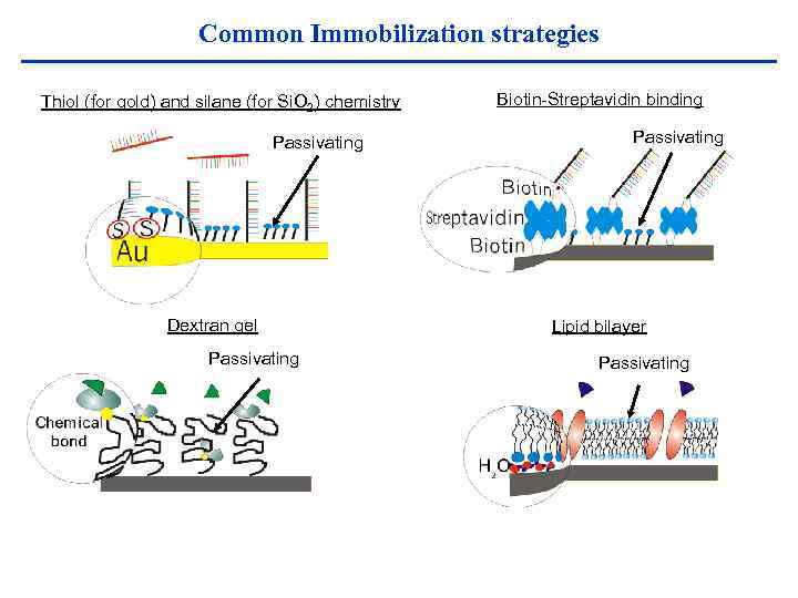 Common Immobilization strategies Thiol (for gold) and silane (for Si. O 2) chemistry Passivating