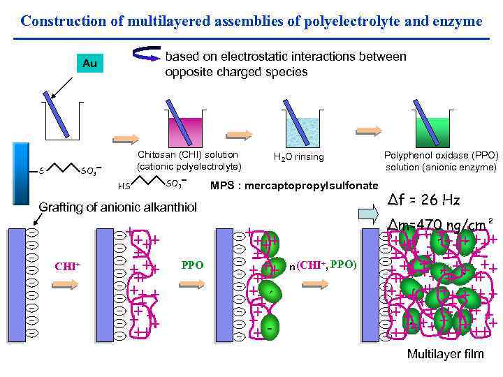 Construction of multilayered assemblies of polyelectrolyte and enzyme based on electrostatic interactions between opposite