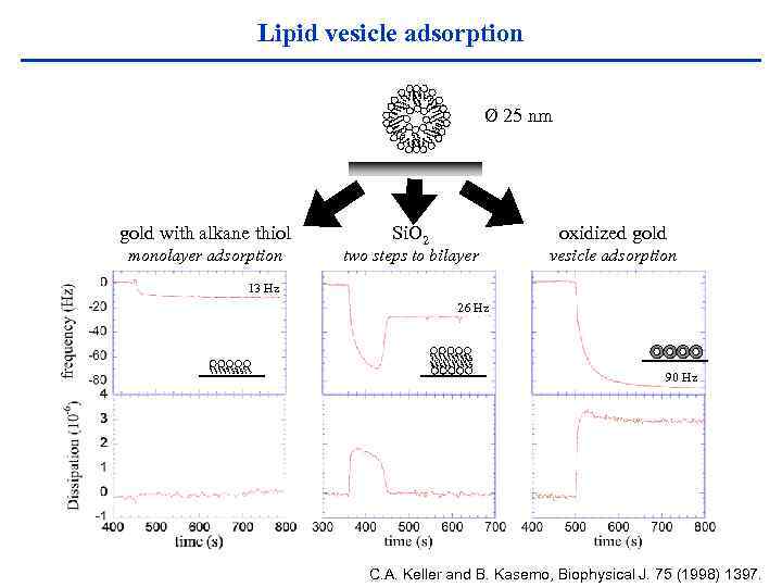 Lipid vesicle adsorption Ø 25 nm gold with alkane thiol monolayer adsorption Si. O