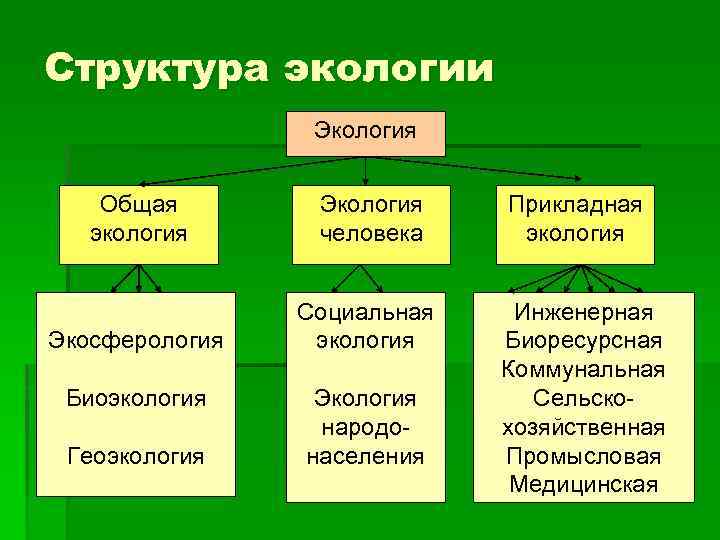 Структура экологии Экология Общая экология Экология человека Экосферология Социальная экология Биоэкология Геоэкология Экология народонаселения