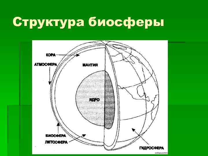 Структура биосферы картинки