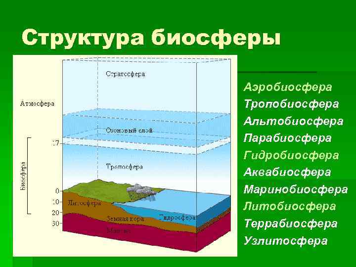 Структура биосферы Аэробиосфера Тропобиосфера Альтобиосфера Парабиосфера Гидробиосфера Аквабиосфера Маринобиосфера Литобиосфера Террабиосфера Узлитосфера 