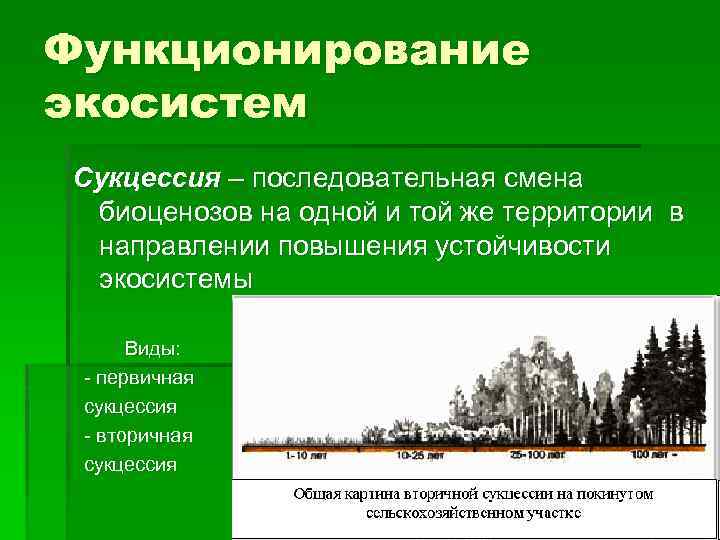 Функционирование экосистем Сукцессия – последовательная смена биоценозов на одной и той же территории в