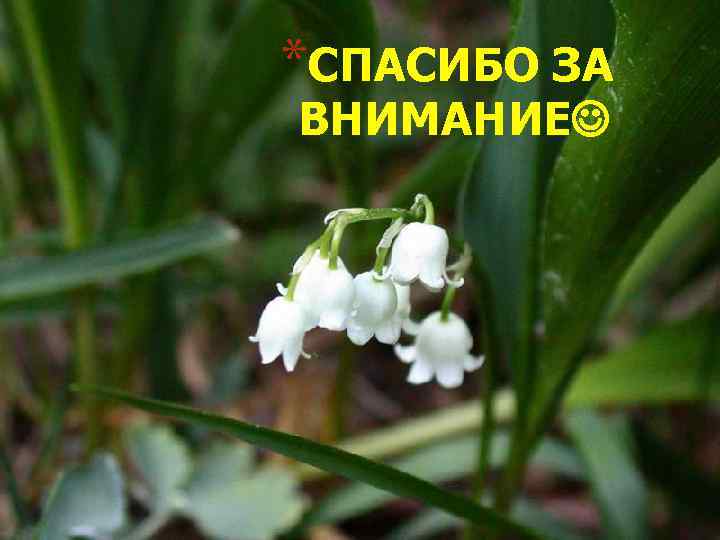 *СПАСИБО ЗА ВНИМАНИЕ 