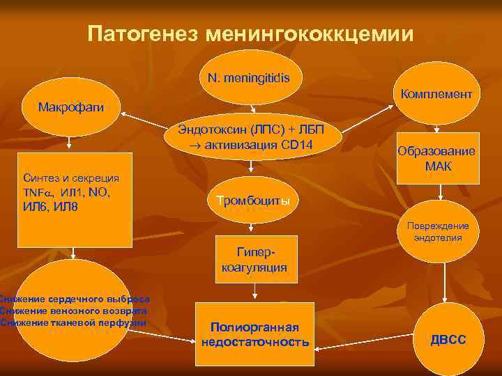 Патогенез менингококкцемии N. meningitidis Комплемент Макрофаги Эндотоксин (ЛПС) + ЛБП активизация CD 14 Синтез
