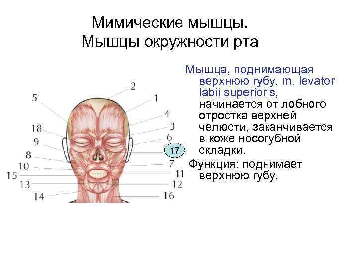 Мимические мышцы. Мышцы окружности рта 17 Мышца, поднимающая верхнюю губу, m. levator labii superioris,