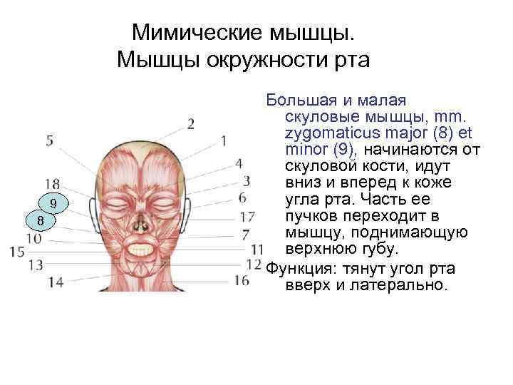 Мимические мышцы. Мышцы окружности рта 9 8 Большая и малая скуловые мышцы, mm. zygomaticus