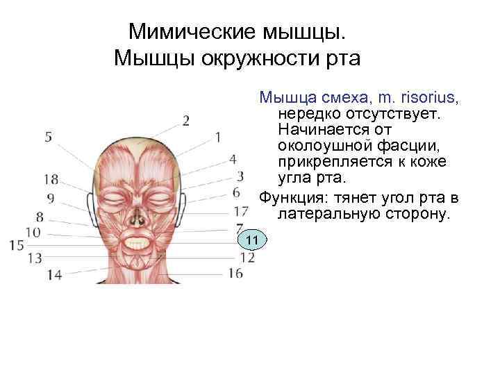 Мимические мышцы. Мышцы окружности рта Мышца смеха, m. risorius, нередко отсутствует. Начинается от околоушной
