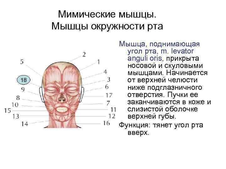 Мимические мышцы. Мышцы окружности рта 18 Мышца, поднимающая угол рта, m. levator anguli oris,