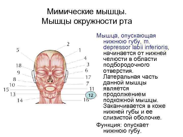 Мимические мышцы. Мышцы окружности рта 12 Мышца, опускающая нижнюю губу, m. depressor labii inferioris,