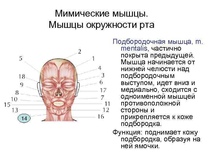 Мимические мышцы. Мышцы окружности рта 14 Подбородочная мышца, m. mentalis, частично покрыта предыдущей. Мышца