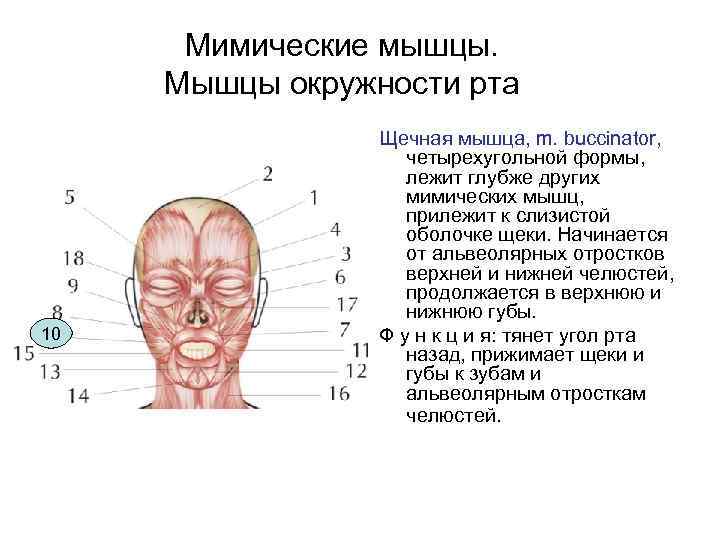 Мимические мышцы. Мышцы окружности рта 10 Щечная мышца, m. buccinator, четырехугольной формы, лежит глубже