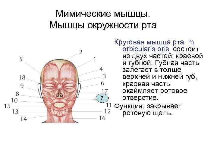 Мимические мышцы. Мышцы окружности рта 7 Круговая мышца рта, m. orbicularis oris, состоит из