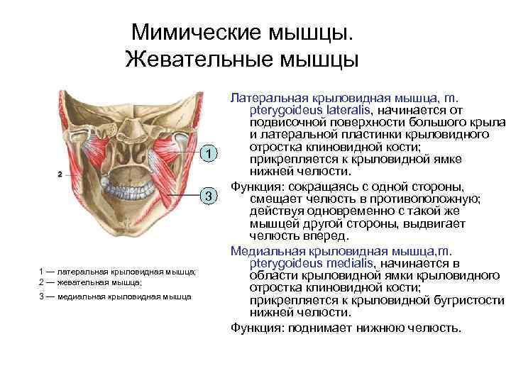 Мимические мышцы. Жевательные мышцы 1 3 1 — латеральная крыловидная мышца; 2 — жевательная