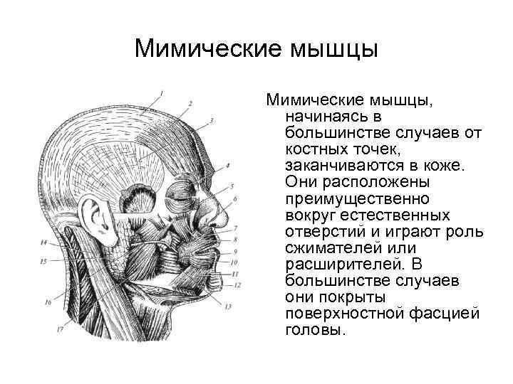 Мимические мышцы, начинаясь в большинстве случаев от костных точек, заканчиваются в коже. Они расположены