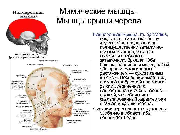 Мимические мышцы. Мышцы крыши черепа Надчерепная мышца, m. epicranius, покрывает почти всю крышу черепа.