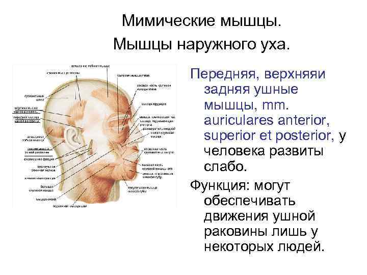 Мимические мышцы. Мышцы наружного уха. Передняя, верхняяи задняя ушные мышцы, mm. auriculares anterior, superior