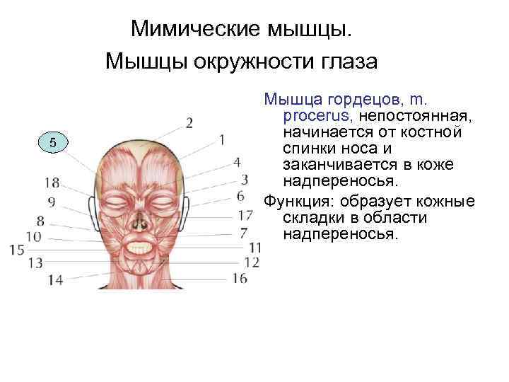 Мимические мышцы. Мышцы окружности глаза 5 Мышца гордецов, m. procerus, непостоянная, начинается от костной