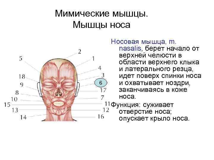 Мимические мышцы. Мышцы носа 6 Носовая мышца, m. nasalis, берет начало от верхней челюсти