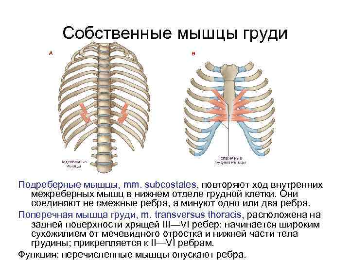 Собственные мышцы груди Подреберные мышцы, mm. subcostales, повторяют ход внутренних межреберных мышц в нижнем