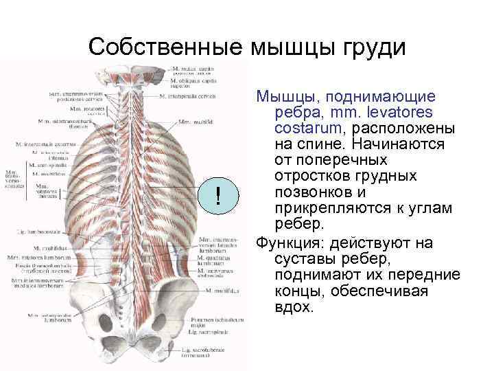 Собственные мышцы груди ! Мышцы, поднимающие ребра, mm. levatores costarum, расположены на спине. Начинаются