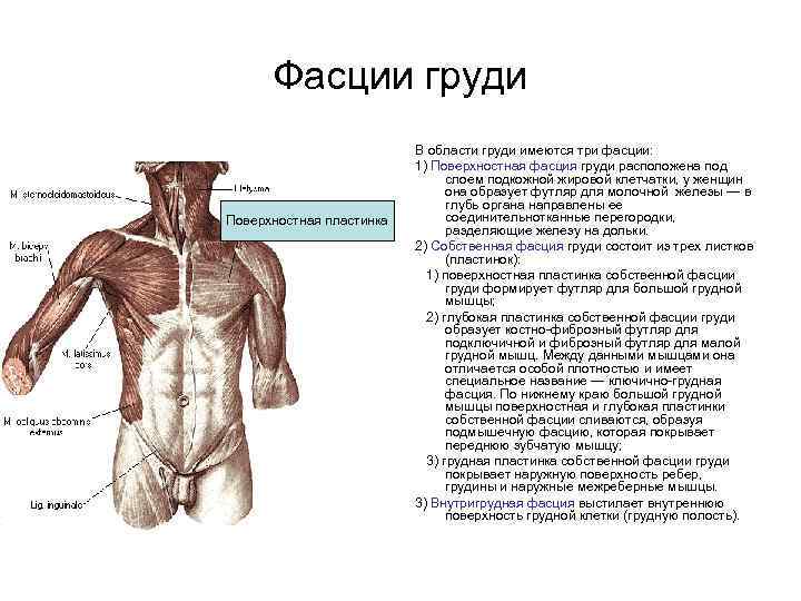 Фасции груди Поверхностная пластинка В области груди имеются три фасции: 1) Поверхностная фасция груди