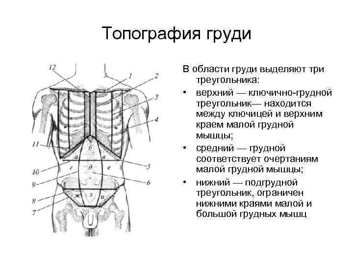 Топография груди В области груди выделяют три треугольника: • верхний — ключично-грудной треугольник— находится