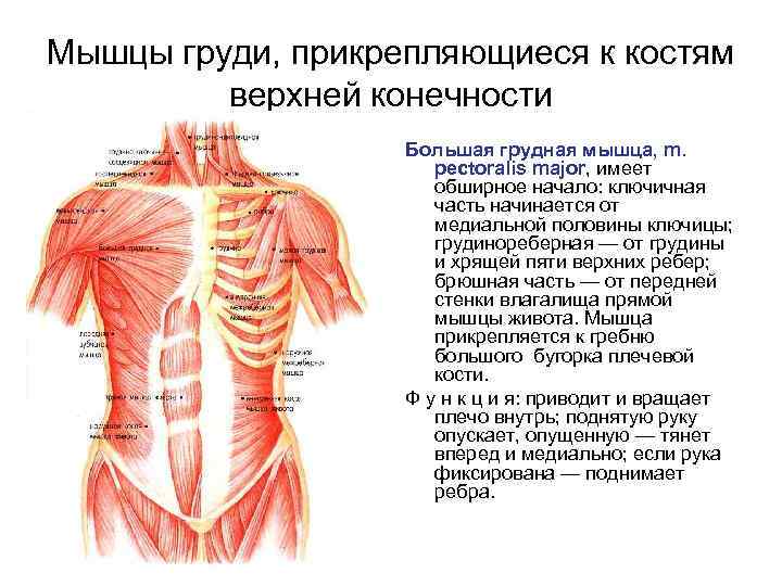 Мышцы груди картинка