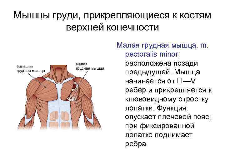 Мышцы груди, прикрепляющиеся к костям верхней конечности Малая грудная мышца, m. pectoralis minor, расположена