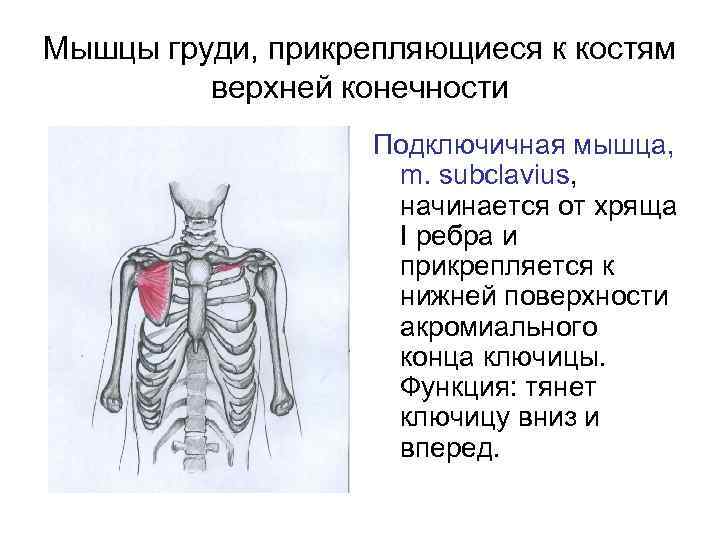 Мышцы груди, прикрепляющиеся к костям верхней конечности Подключичная мышца, m. subclavius, начинается от хряща