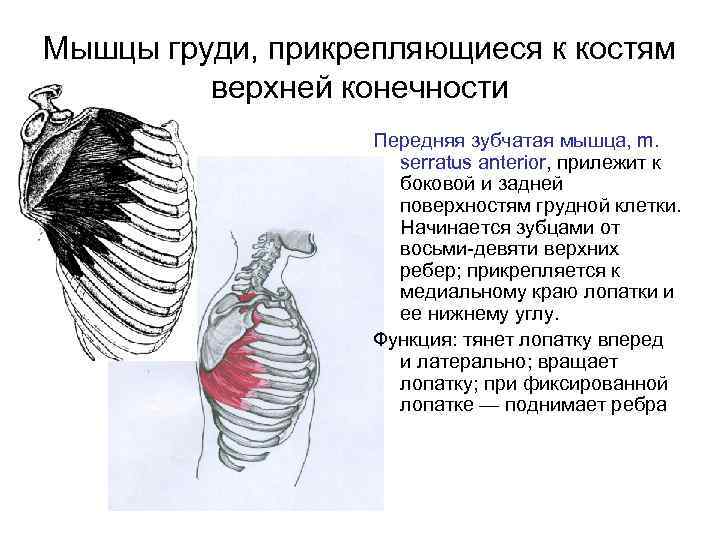 Передняя зубчатая мышца. Передняя зубчатая, m. serratus anterior. Мышцы груди прикрепляющиеся к верхней конечности. Начало и прикрепление передней зубчатой мышцы. Мышцы груди прикрепляющиеся к костям верхней конечности.