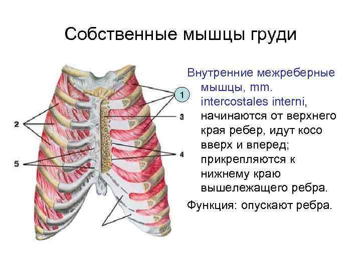 Собственные мышцы груди Внутренние межреберные мышцы, mm. 1 intercostales interni, начинаются от верхнего края