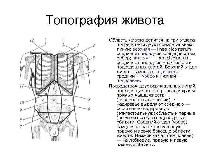 Топография живота Область живота делится на три отдела посредством двух горизонтальных линий: верхняя —