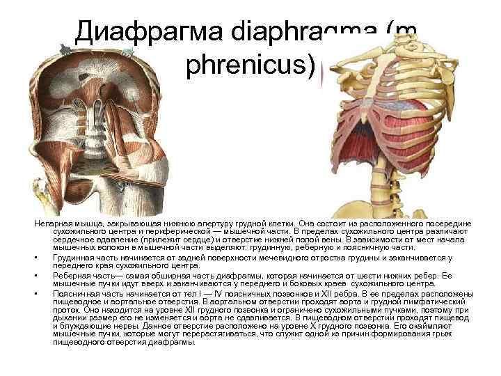 Диафрагма diaphragma (m. phrenicus) Непарная мышца, закрывающая нижнюю апертуру грудной клетки. Она состоит из