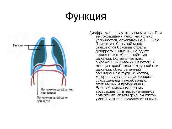 Функция Диафрагма — дыхательная мышца. При ее сокращении купол несколько уплощается, опускаясь на 1