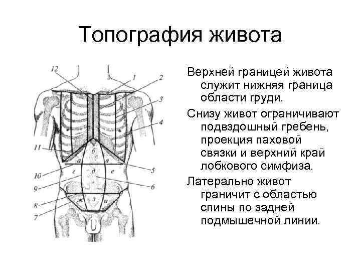 Топография живота Верхней границей живота служит нижняя граница области груди. Снизу живот ограничивают подвздошный
