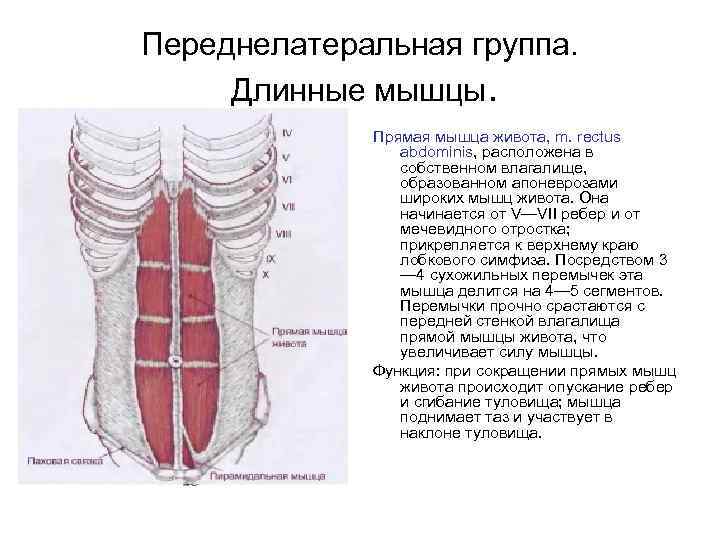 Переднелатеральная группа. Длинные мышцы. Прямая мышца живота, m. rectus abdominis, расположена в собственном влагалище,