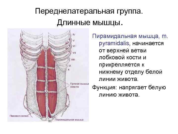 Переднелатеральная группа. Длинные мышцы. Пирамидальная мышца, m. pyramidalis, начинается от верхней ветви лобковой кости
