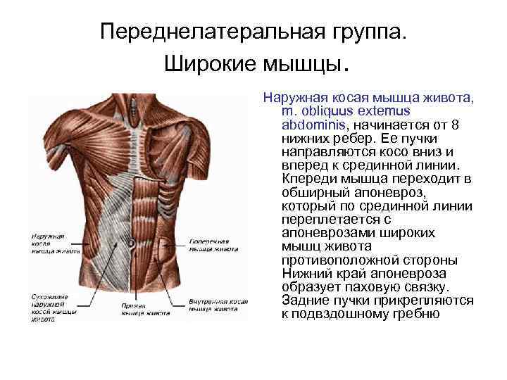Переднелатеральная группа. Широкие мышцы. Наружная косая мышца живота, m. obliquus extemus abdominis, начинается от