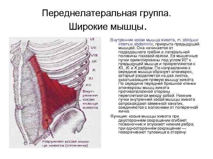 Переднелатеральная группа. Широкие мышцы. Внутренняя косая мышца живота, m. obliquus intemus abdominis, прикрыта предыдущей