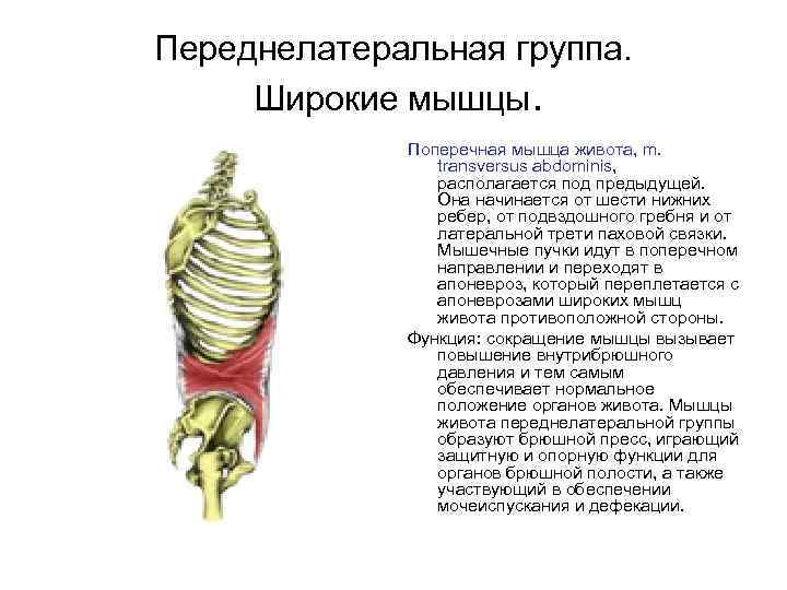 Переднелатеральная группа. Широкие мышцы. Поперечная мышца живота, m. transversus abdominis, располагается под предыдущей. Она